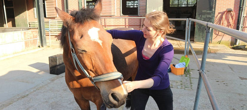 Chiropractie paard