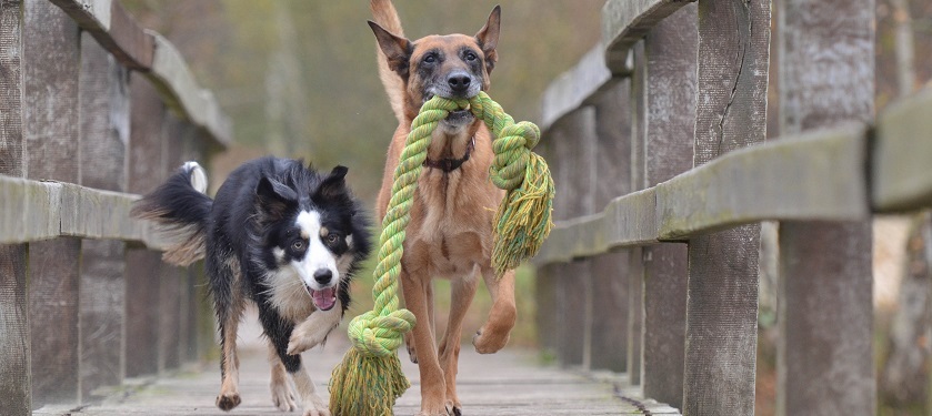 chiropractie voor honden